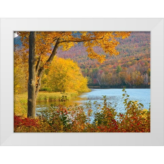 Gulin, Sylvia 32x25 White Modern Wood Framed Museum Art Print Titled - USA-New Hampshire-Franconia-small lake surrounded by Fall color of Maple-White Birch-and American B
