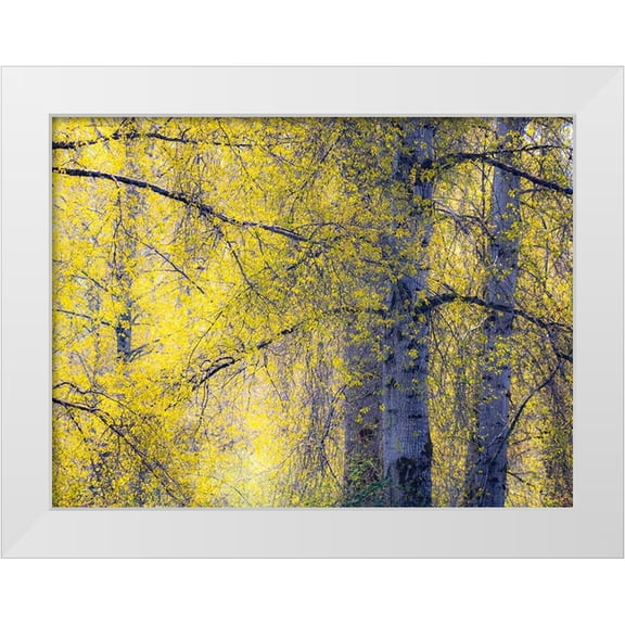 Gulin, Sylvia 32x25 White Modern Wood Framed Museum Art Print Titled - USA-Washington State-Fall City Cottonwoods just budding out in the spring along the Snoqualmie River