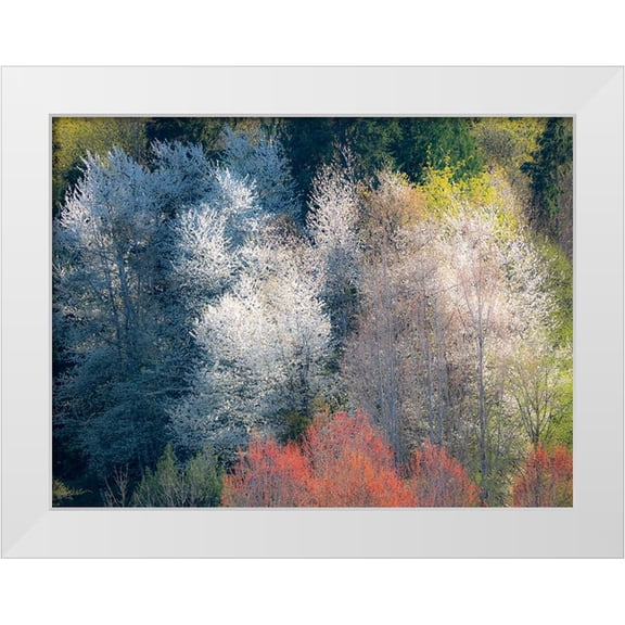 Gulin, Sylvia 32x25 White Modern Wood Framed Museum Art Print Titled - USA-Washington State-Fall City wild cherry springtime blooming