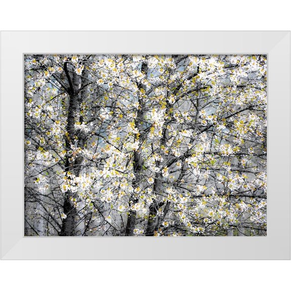 Gulin, Sylvia 32x25 White Modern Wood Framed Museum Art Print Titled - USA-Washington State-Fall City wild cherry springtime blooming