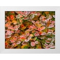 thumbnail image 1 of Gulin, Sylvia 32x25 White Modern Wood Framed Museum Art Print Titled - USA-Washington State-Pacific Northwest Sammamish frost rimmed Barberry, 1 of 4