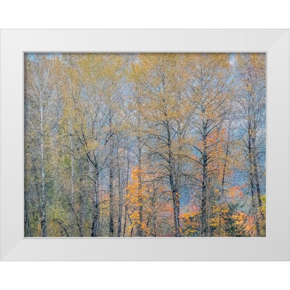 Gulin, Sylvia 32x25 White Modern Wood Framed Museum Art Print Titled - USA-Washington State-Preston-Cottonwoods trees in fall colors