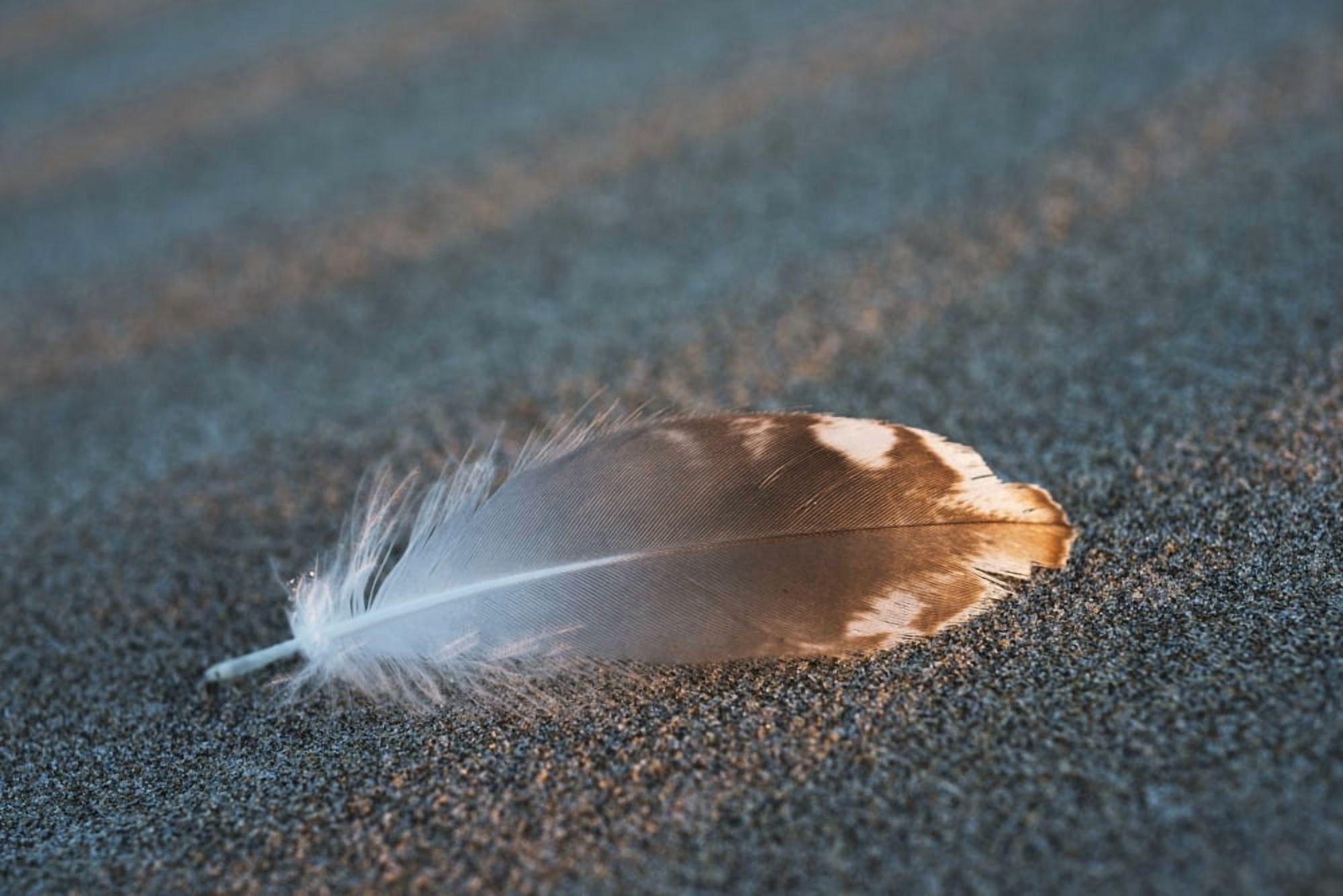 Gull feathers are found on a beach Cannon Beach Oregon United States of America Canvas Art - Robert L Potts Design Pics (19 x 12)
