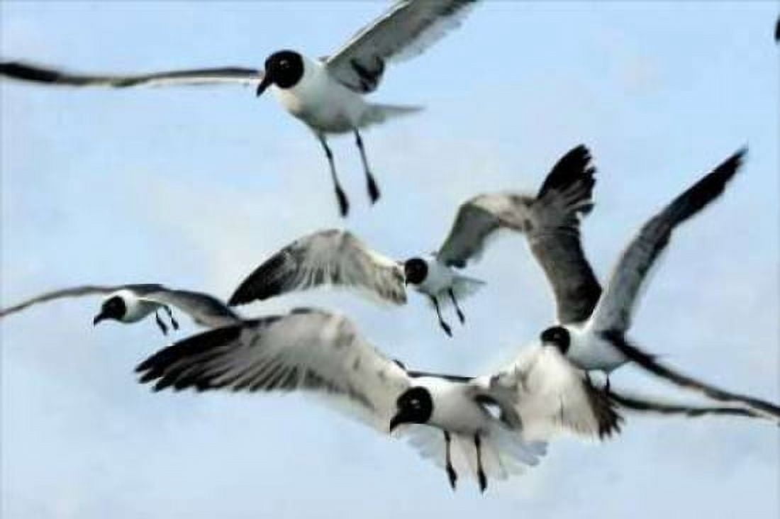 Gulls I Canvas Art - Alan Hausenflock (24 x 36)