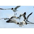 thumbnail image 1 of Gulls I Poster Print by Alan Hausenflock (12 x 18), 1 of 1