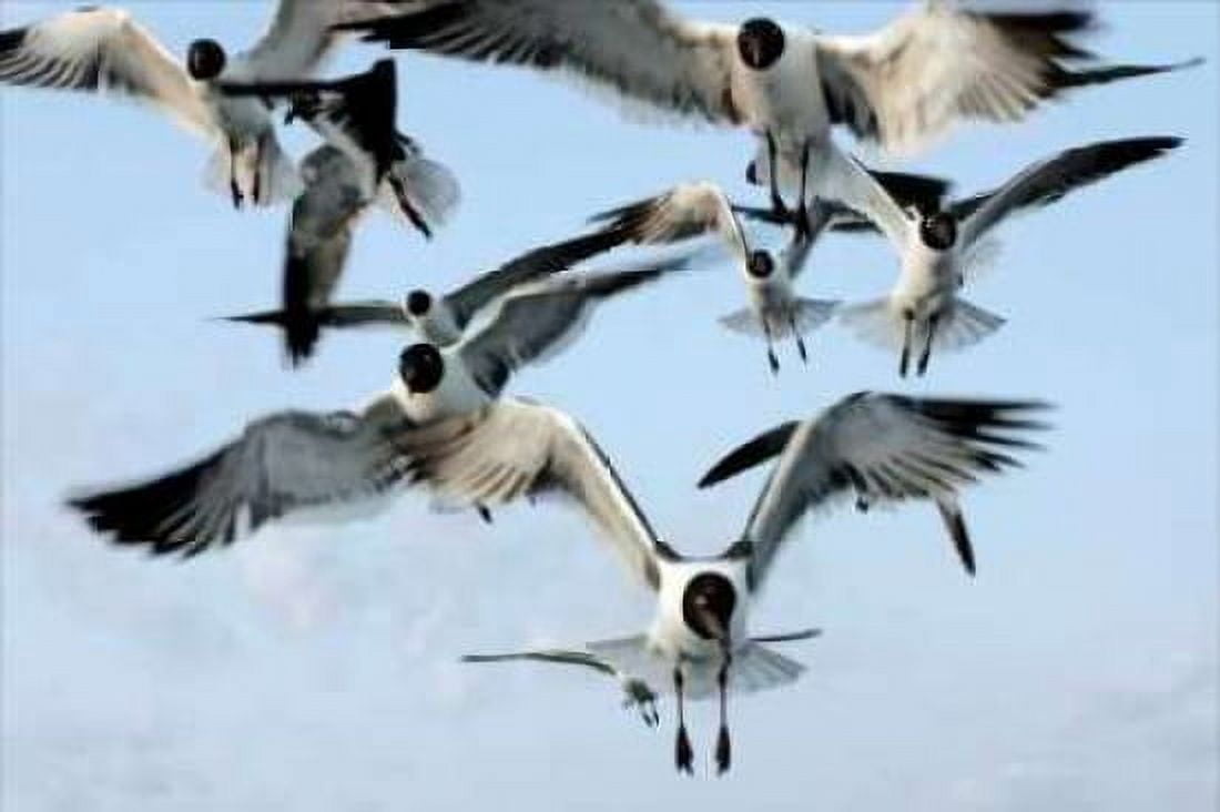 Gulls II Canvas Art - Alan Hausenflock (12 x 18)