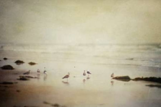 Gulls On A Beach Canvas Art - Roberta Murray (12 x 18)