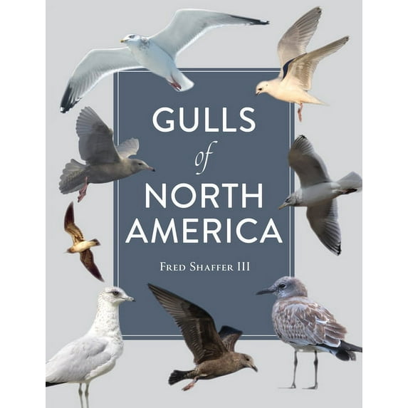 Gulls of North America, (Paperback)