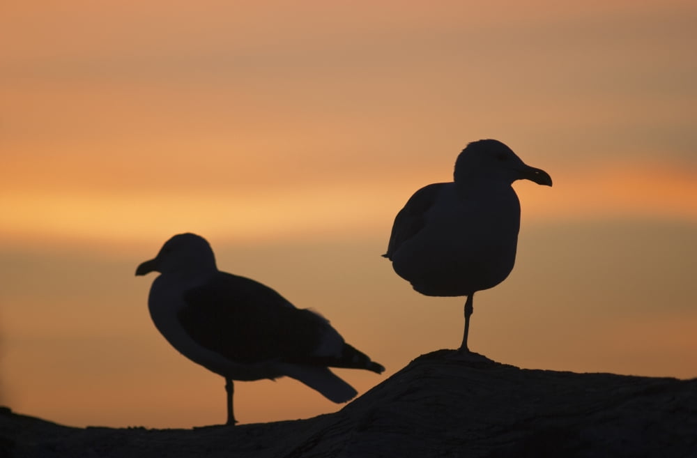 Gulls silhouetted against the orange sky Seaside Oregon United States of America Canvas Art - Robert L Potts Design Pics (19 x 12)