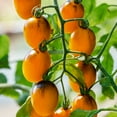 thumbnail image 1 of Gum Drop Yellow F1 Hybrid Tomato Seeds - 300 Mg Packet ~70 Seeds - Non-GMO, F1 Hybrid - Vegetable Garden - Lycopersicon esculentum, 1 of 1