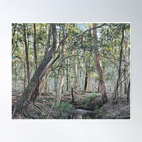 Gum Tree Forest Poster Wall Art, Modern Wall Decor, 8x12 UNFRAMED