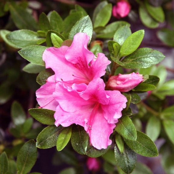 Gumpo Pink Azalea - Azalea x 'Gumpo Pink'