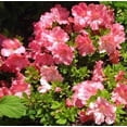 thumbnail image 1 of Gumpo Pink Dwarf Azalea-Miniature Azalea. Dense, Low & Mounding. Late Season Bloomer., 1 of 3