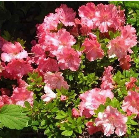 Gumpo Pink Dwarf Azalea-Miniature Azalea. Dense, Low & Mounding. Late Season Bloomer.