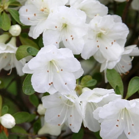 Gumpo White Azalea - Azalea x 'Gumpo White'