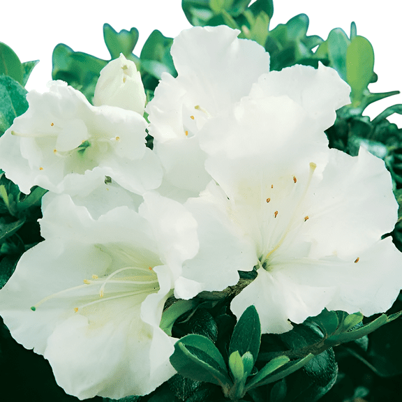 Gumpo White Miniature Dwarf Azalea  Live Evergreen Flowering Shrub with White Blooms, 3 Gallon Potted, Single Plant