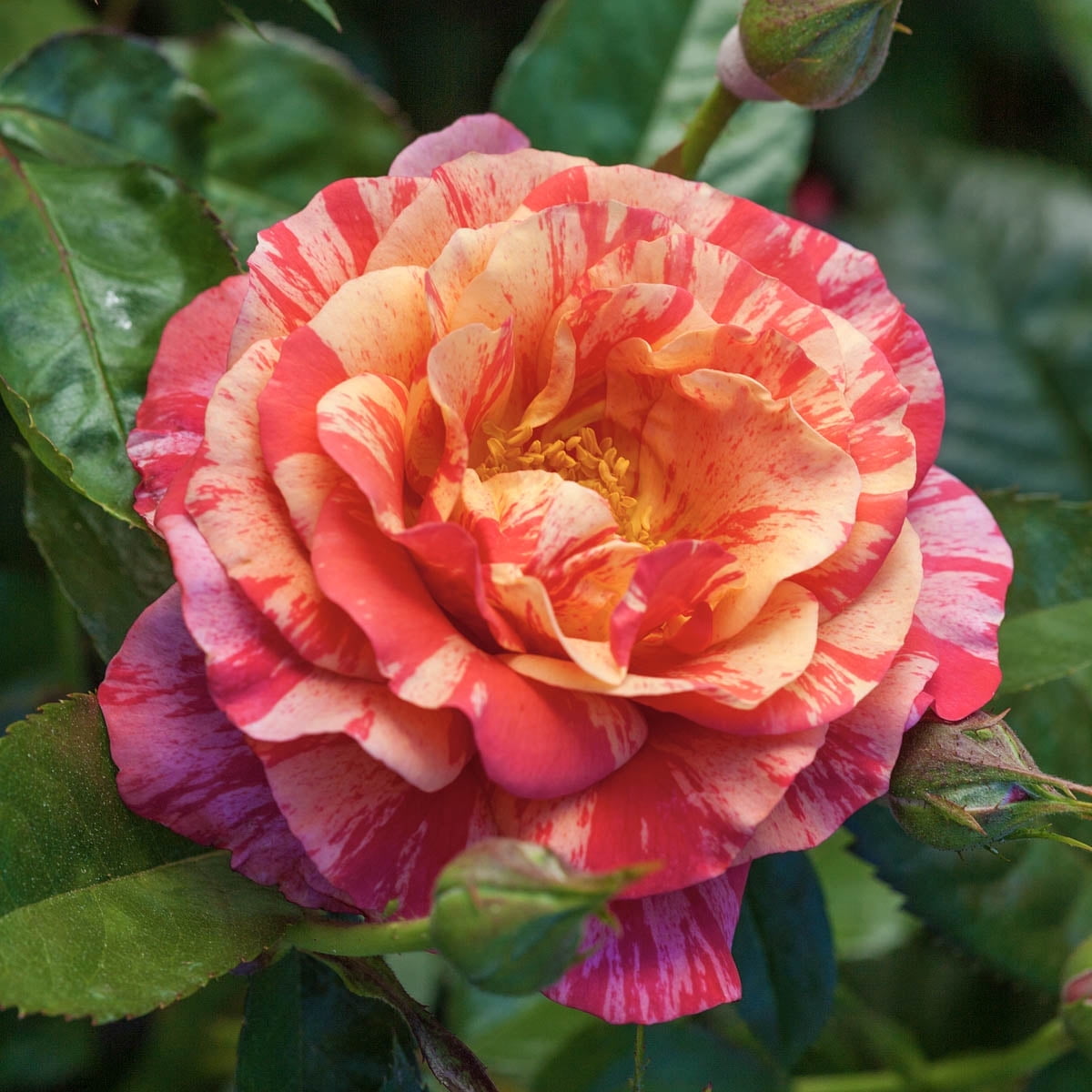 Gurney's 1 Dormant Bare Root Floribunda Rose Flower Seed
