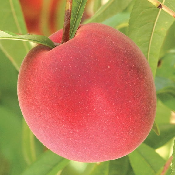 Trugold Peach Standard Dormant Bare Root Starter Fruit Tree (1-Pack)