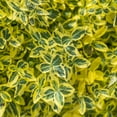thumbnail image 1 of Gurney's 2.50 qt Emerald & Gold Euonymus Live Shrub, 1 of 3