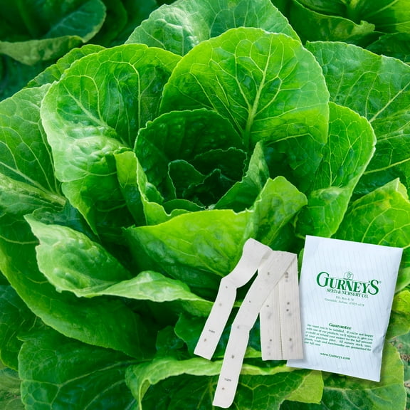 Gurney's 2 Romaine Head Lettuce Plant Seeds, 7.50 ft