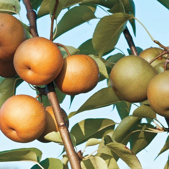 Gurney's 2-in-1 Asian Pear Live Plants in 1 gal Pots, Self Pollinating