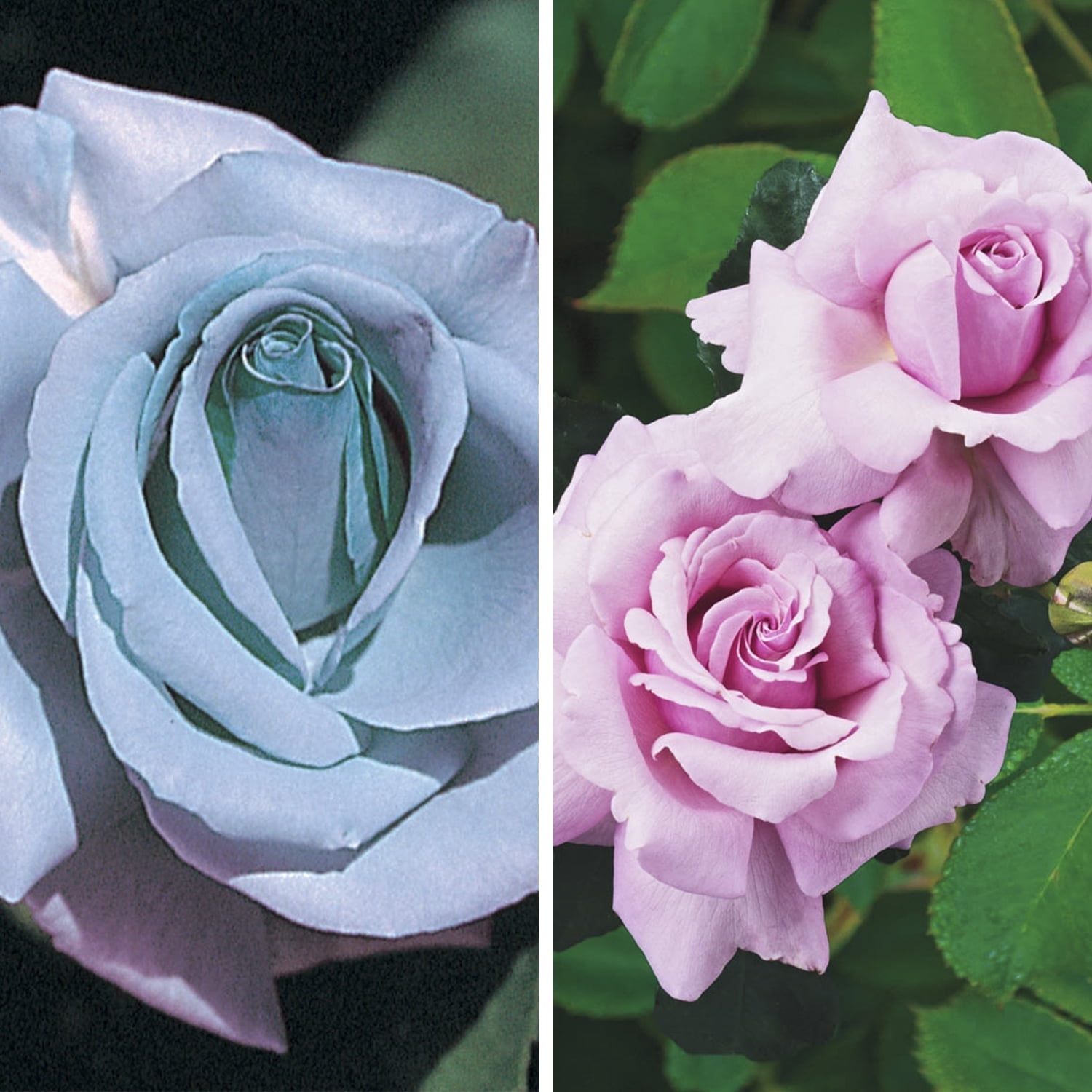 Blue Girl Hybrid Tea Rose, Dormant Bare Root, Lavender/Blue Blossoms, 1 ...