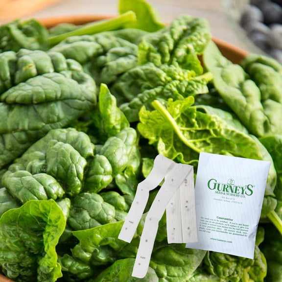 Gurney's Bloomsdale Long Standing Spinach Seed Tapes - 2 seed tapes measuring 7.5 feet long each