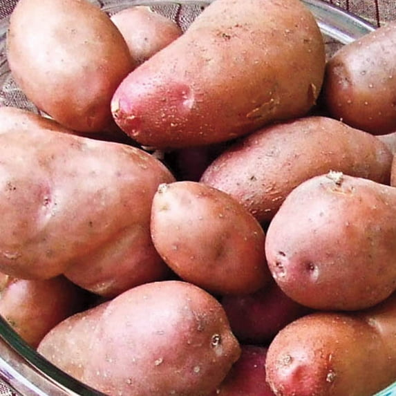 Gurney's French Fingerling Potatoes Plant Seeds