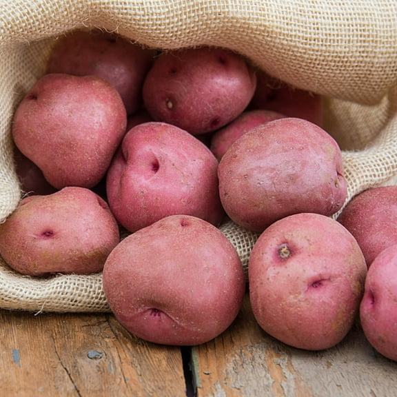 Gurney's La Soda Red Seed Potatoes, Delicious Red-Skinned Variety