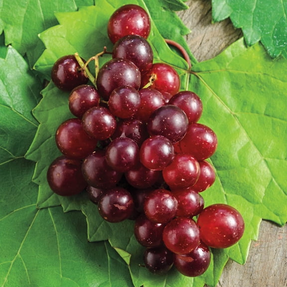 Gurney's Razzmatazz Muscadine Grape Vine, 4 Inch Potted Deciduous Fruiting Vine, 1-Pack