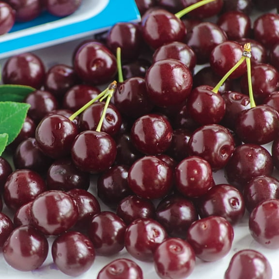 Gurney's Romeo Dwarf Bush Cherry 3' Dark Red Cherry Live Plants in 2.50 Quart Pot