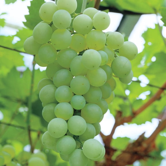 Direct Gardening Thompson Seedless Grape Vine Dormant Bare Root Fruit Bearing Starter Plant