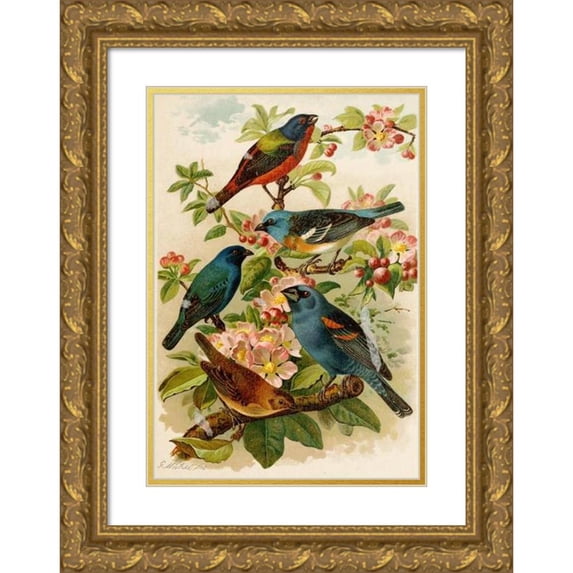 Gustav Mützel 11x14 Gold Ornate Wood Frame and Double Matted Museum Art Print Titled - The North American Vogelwelt Pl28 (1891)