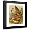 thumbnail image 1 of Gustav Mützel 18x24 Black Modern Framed Museum Art Print Titled - The North American Vogelwelt Pl02 (1891), 1 of 5