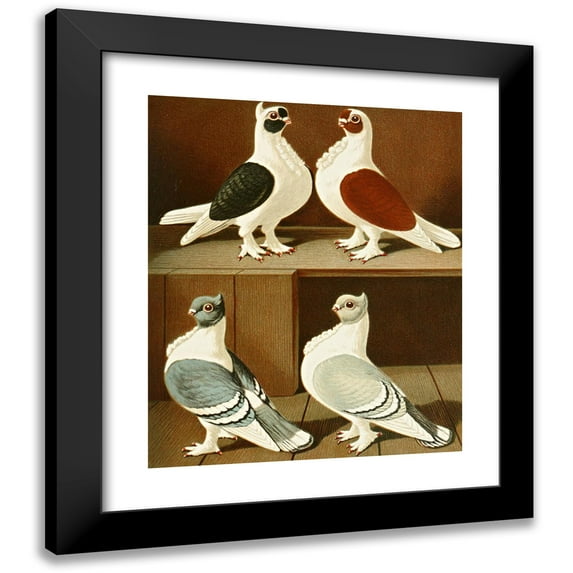 Gustav Prütz 12x14 Black Modern Framed Museum Art Print Titled - C. Turbitinae (1884-1886)