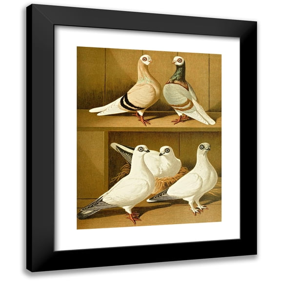 Gustav Prütz 12x14 Black Modern Framed Museum Art Print Titled - Old-Prussian Weisskopf-Tummler (1884-1886)
