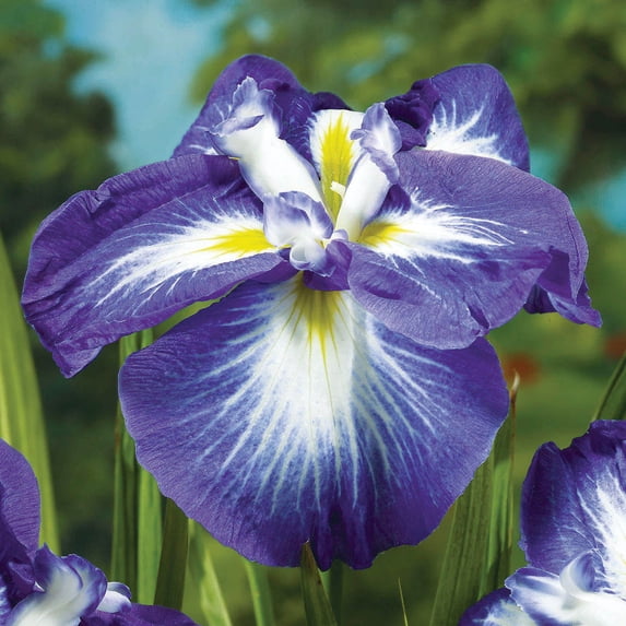 Gusto Japanese Iris Dormant Bare Root Perennial Plant, 1-Pack