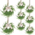 thumbnail image 1 of Guvpev 8Pack Christmas Norfolk Pine Wreaths - 7.8" Mini Cabinets Wreaths for Kitchen with Bow Ribbon Real Touch Norfolk Pine Decorative Hanging Greenery Wreath for Front Door Mantel Window Xmas Decor, 1 of 14