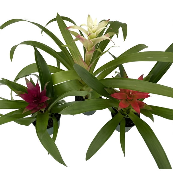 Guzmania Vase Plant Collection - Bromeliad - 3 Plants in 4" Pots