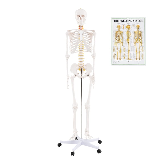 Gymax 70.8'' Life Size Human Skeleton Model Anatomical Skeleton w/ Nerves System