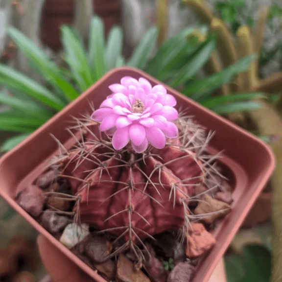 Gymnocalycium Mihanovichii, Chin Cactus, Rare Cactus, Red Cactus, Exotic Plant in 3" Pot