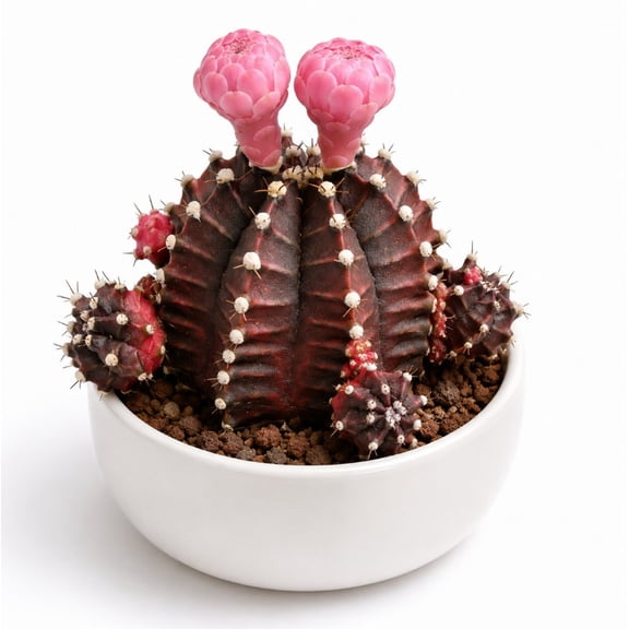 Gymnocalycium Mihanovichii Live Cactus in 2.5 Inch Pot, Chin Cactus, Red Moon Cactus, Rare Succulent for Indoor Decor and Cactus Collections