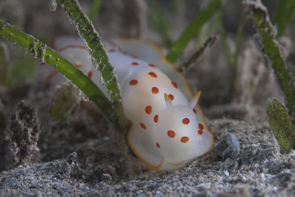 Gymnodoris ceylonica nudibranch Beqa Lagoon Fiji Canvas Art - Terry MooreStocktrek Images (18 x 12)