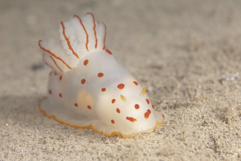 Gymnodoris ceylonica nudibranch Beqa Lagoon Fiji Canvas Art - Terry MooreStocktrek Images (18 x 12)