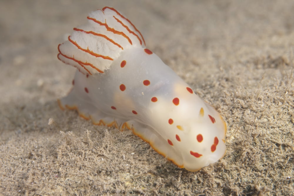 Gymnodoris ceylonica nudibranch Beqa Lagoon Fiji Canvas Art - Terry MooreStocktrek Images (18 x 12)