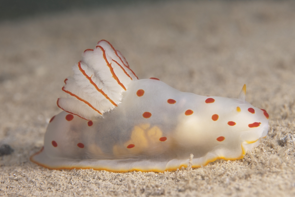 Gymnodoris ceylonica nudibranch Beqa Lagoon Fiji Canvas Art - Terry MooreStocktrek Images (18 x 12)