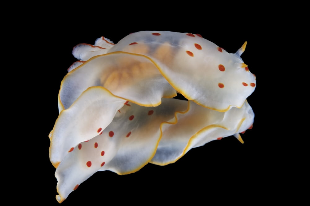 Gymnodoris ceylonica nudibranch on black background Canvas Art - Terry MooreStocktrek Images (18 x 12)