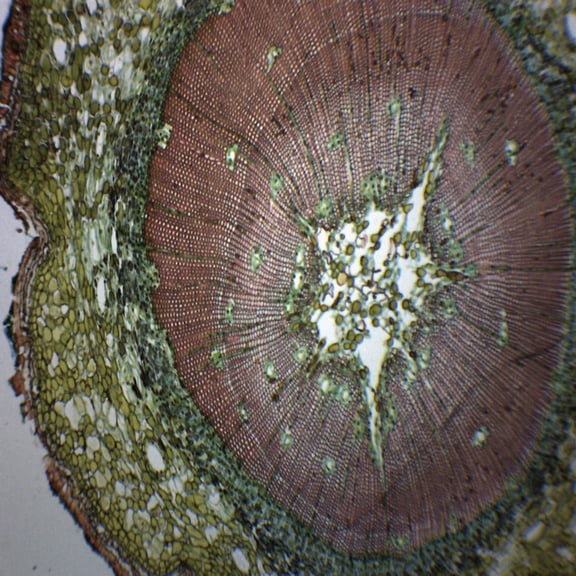 Gymnosperm & Angiosperm - Prepared Microscope Slide - 75 x 25mm - Biology & Microscopy - Eisco Labs