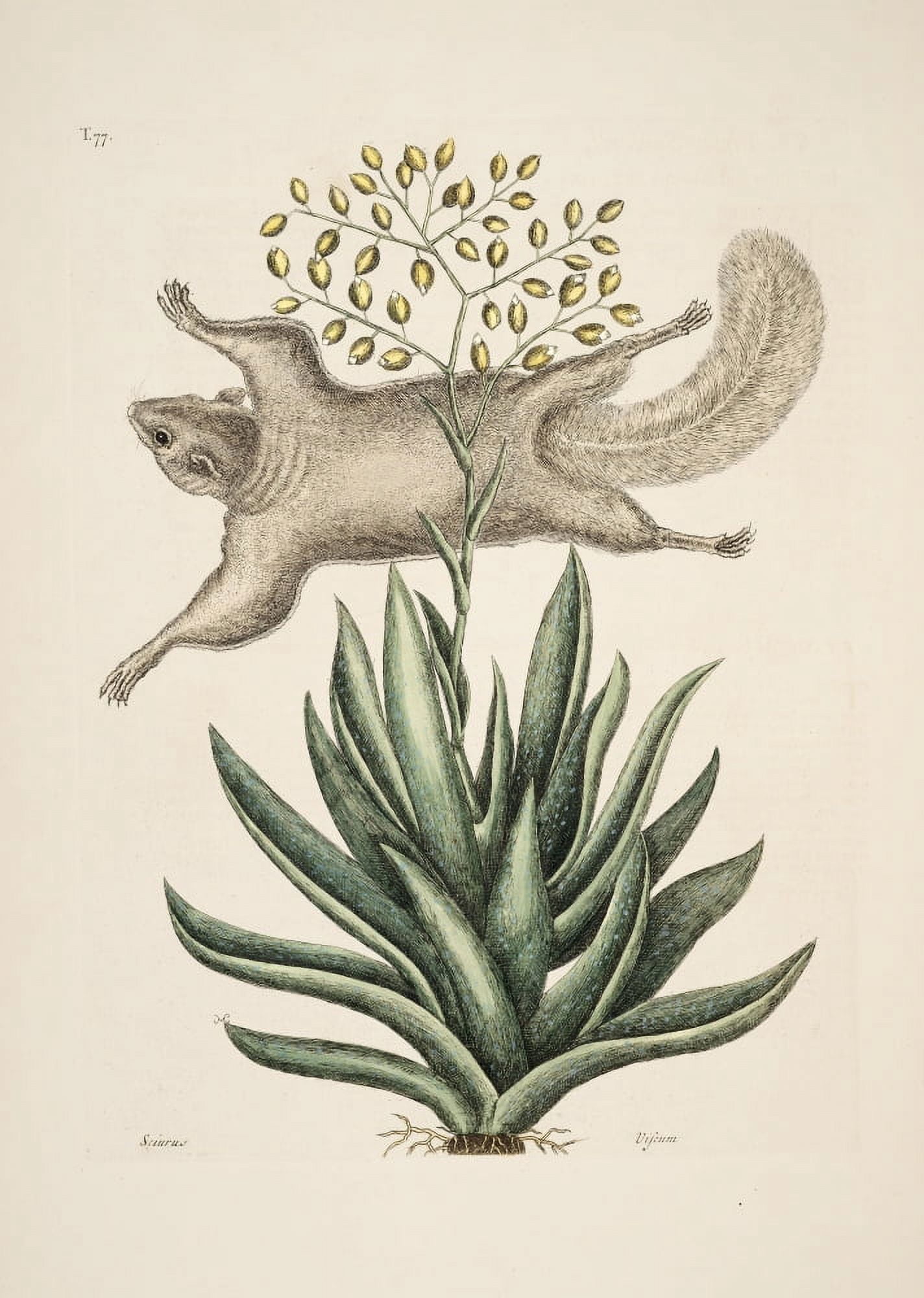Flying Squirrel 2 C