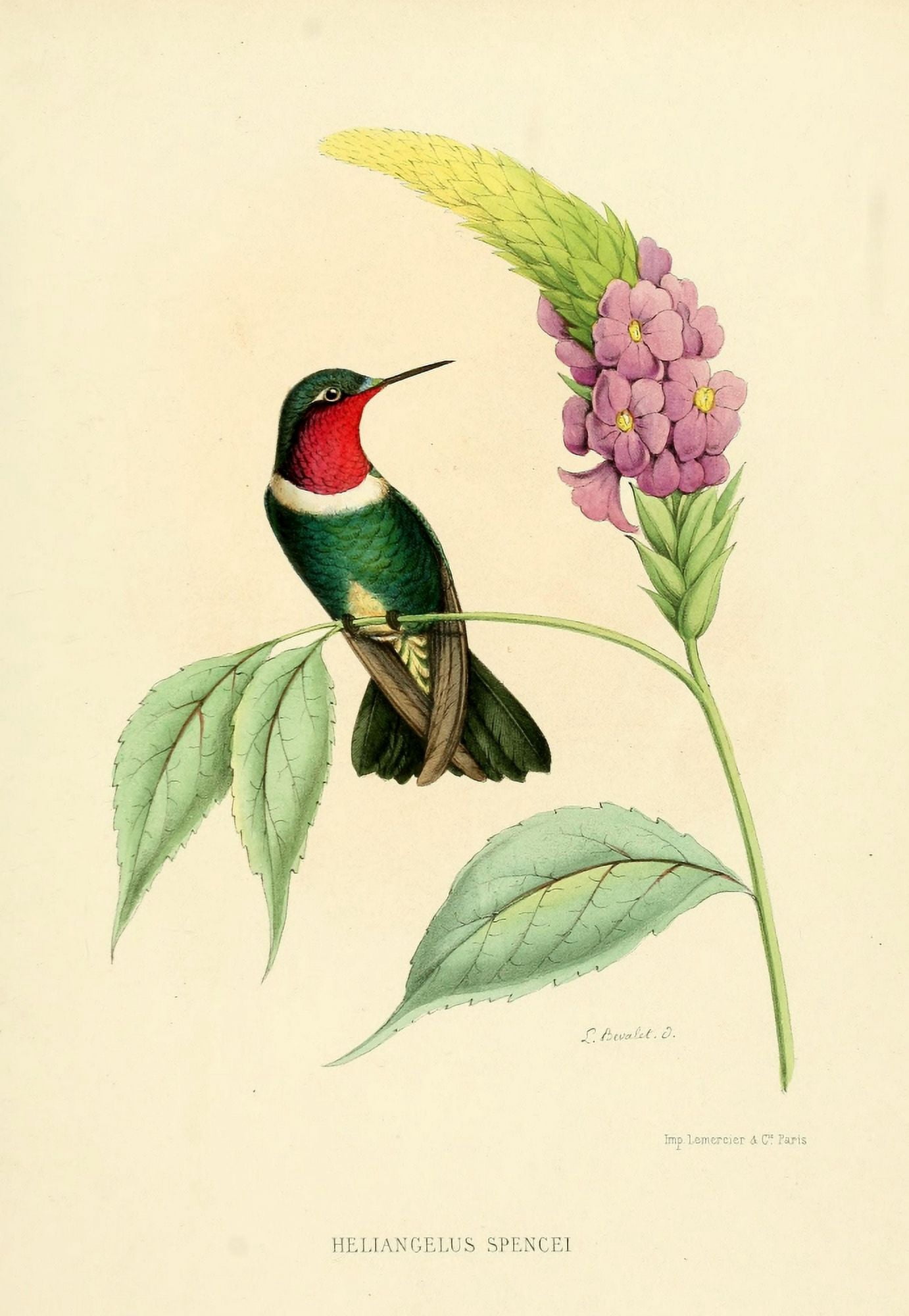 Oiseau Mouches 1874